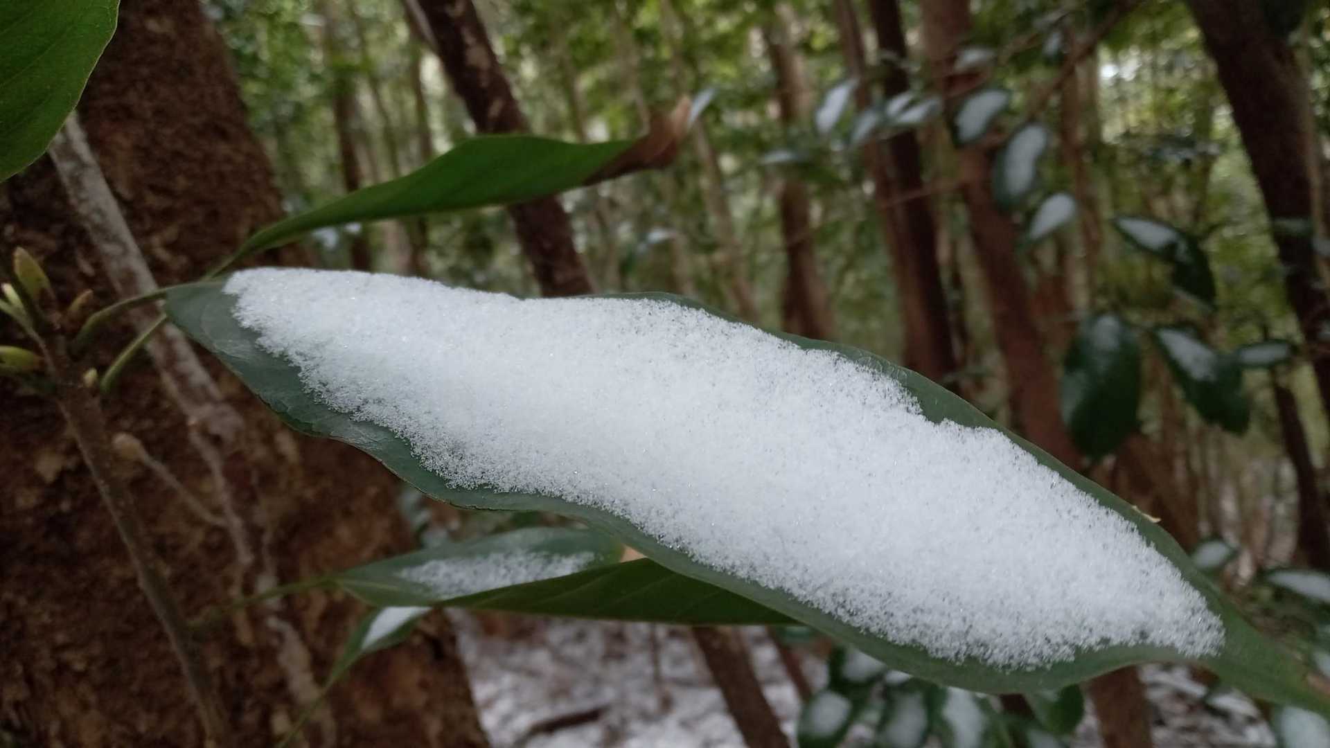 葉に雪
