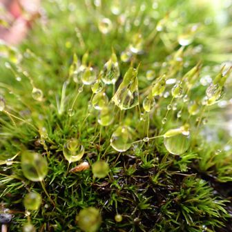 大蛇嵓の苔を撮ってみました。