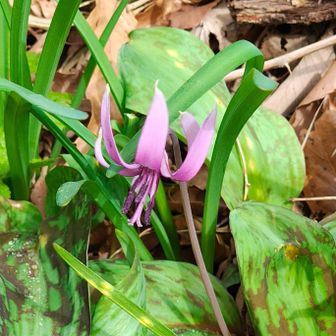 まだ元気に咲いてる子もいますが…