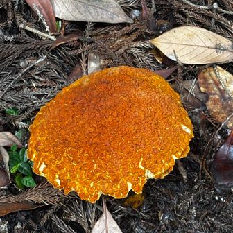 きなこが上にのってる様なキノコ🍄‍🟫