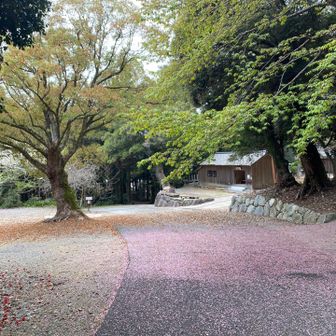 ピンクの絨毯になってましたので　踏むのは出来ないし
遠回りして撮影😊