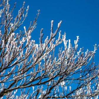 奥の平の霧氷✨
着替えて撮影している間に溶けてしまわないかと心配しましたが、大丈夫でした！