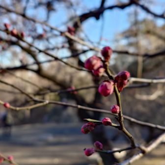 梅の開花も間近