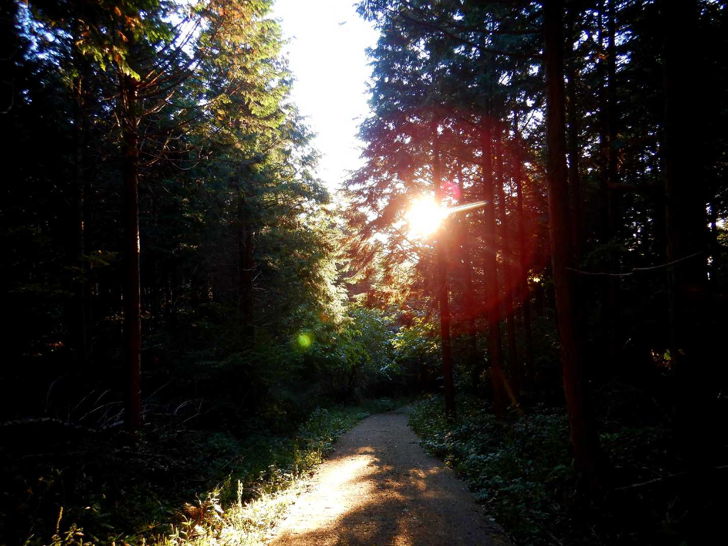 小野子山 往復コースの写真