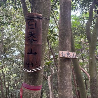白禿山の味のある竹細工🎋