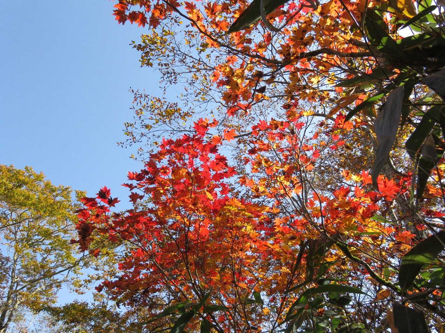 小白森山-大白森 往復コースの写真