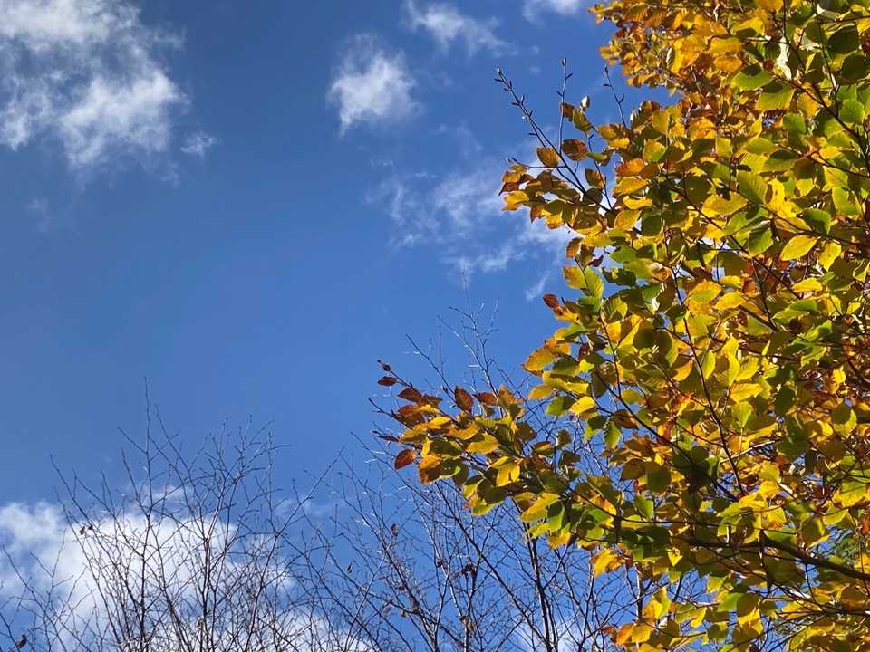 青空と紅葉　無我の境地になってごらん😑