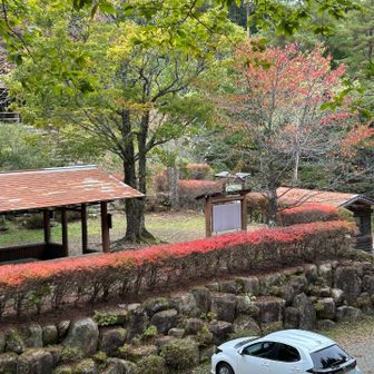 松倉シンボル広場の🧡💛ドウダンツツジ❤️🍁