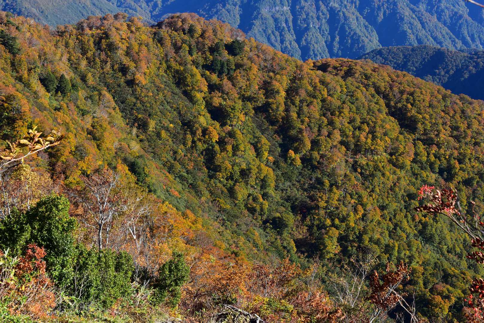 紅葉がまだ薄い