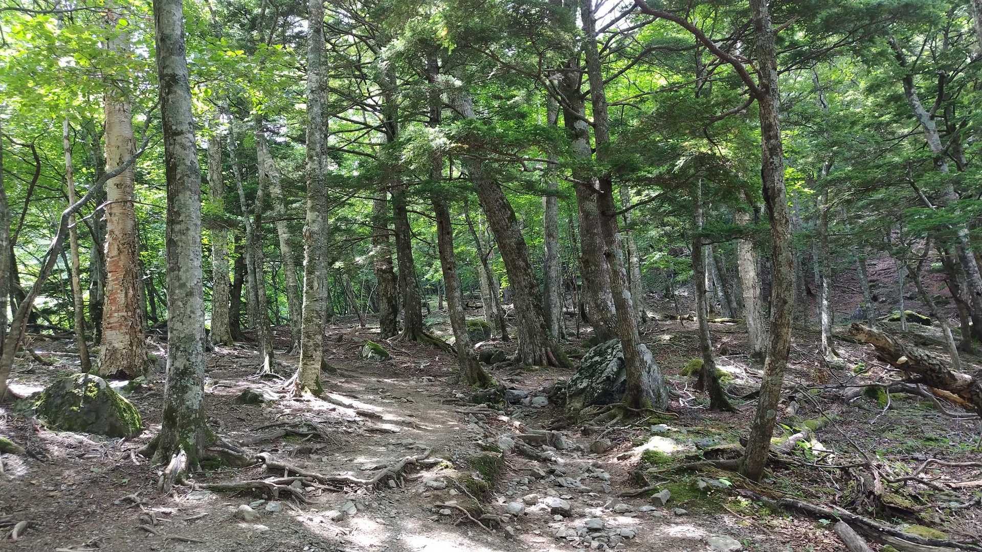 🐧『しばらくは樹林帯』
🐙『日焼けしなくて良いね』