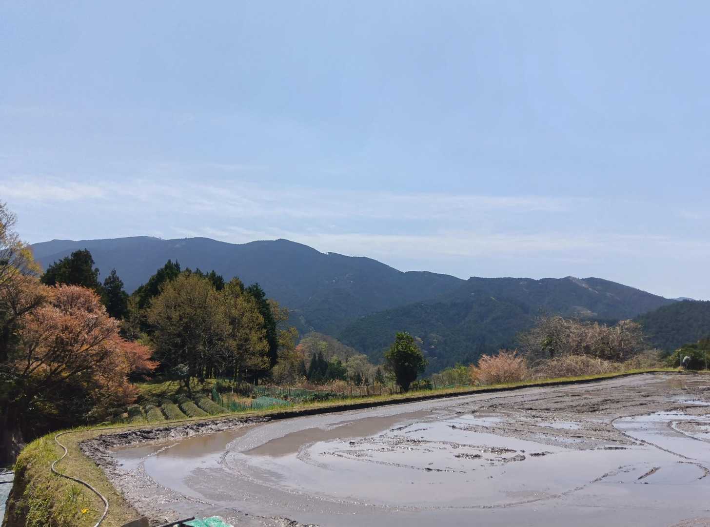 このあたりは早いです。田植えの準備ですね〜🟩