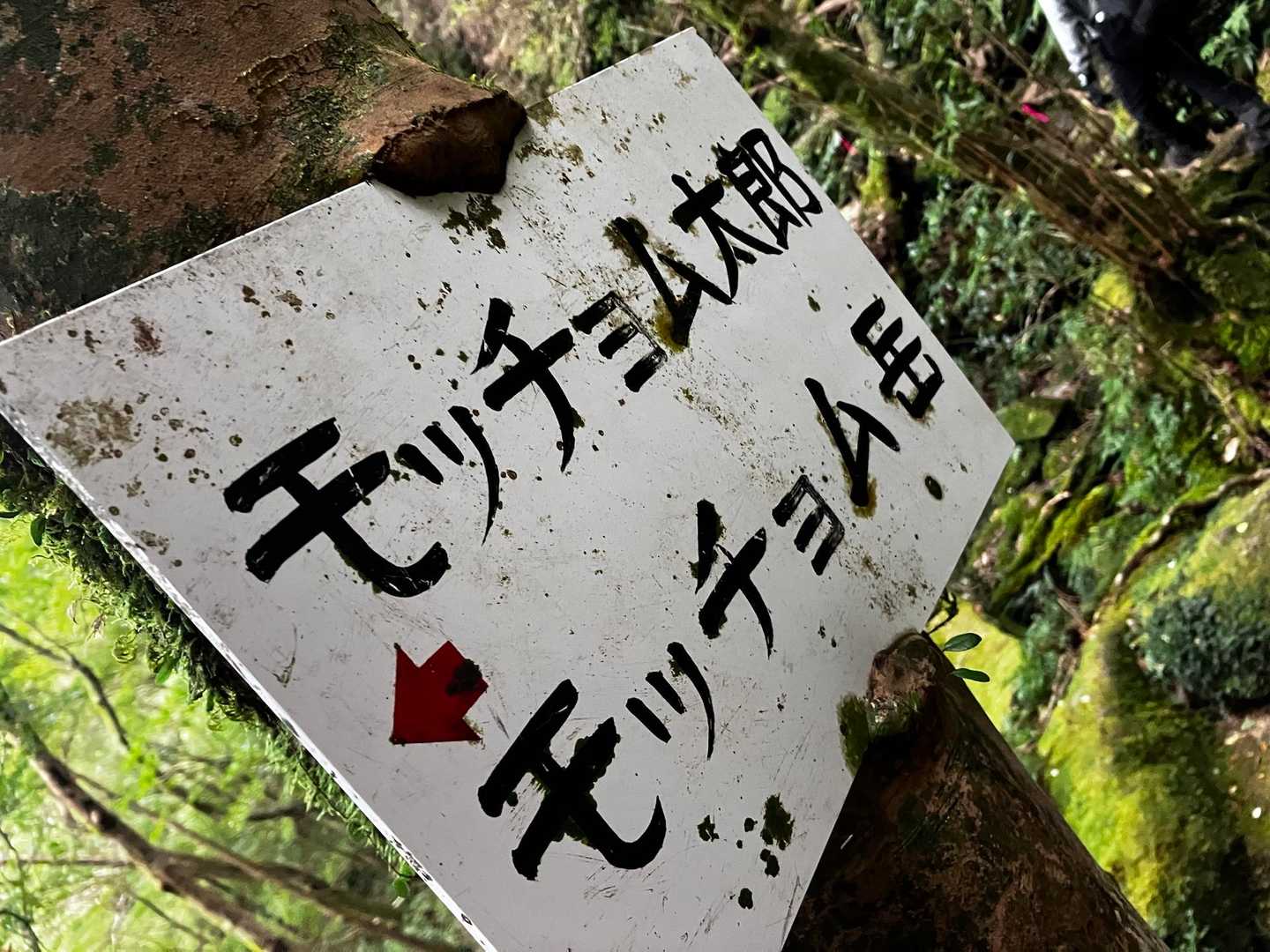 【モッチョム太郎とモッチョム岳】の看板、ガッツリ《咥えて》貰ってます。