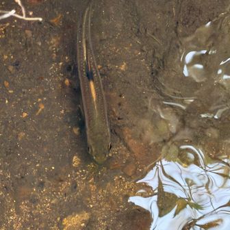 小川にお魚いてました