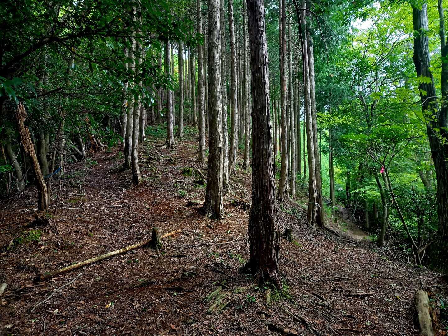 ここ何❓️と、思った貴方☝️間違えます💦
まっすぐ行くと反社⁉️反射板に行っちゃいます🫣
右にピンクリボン🎀あります…右が正解⭕です👉