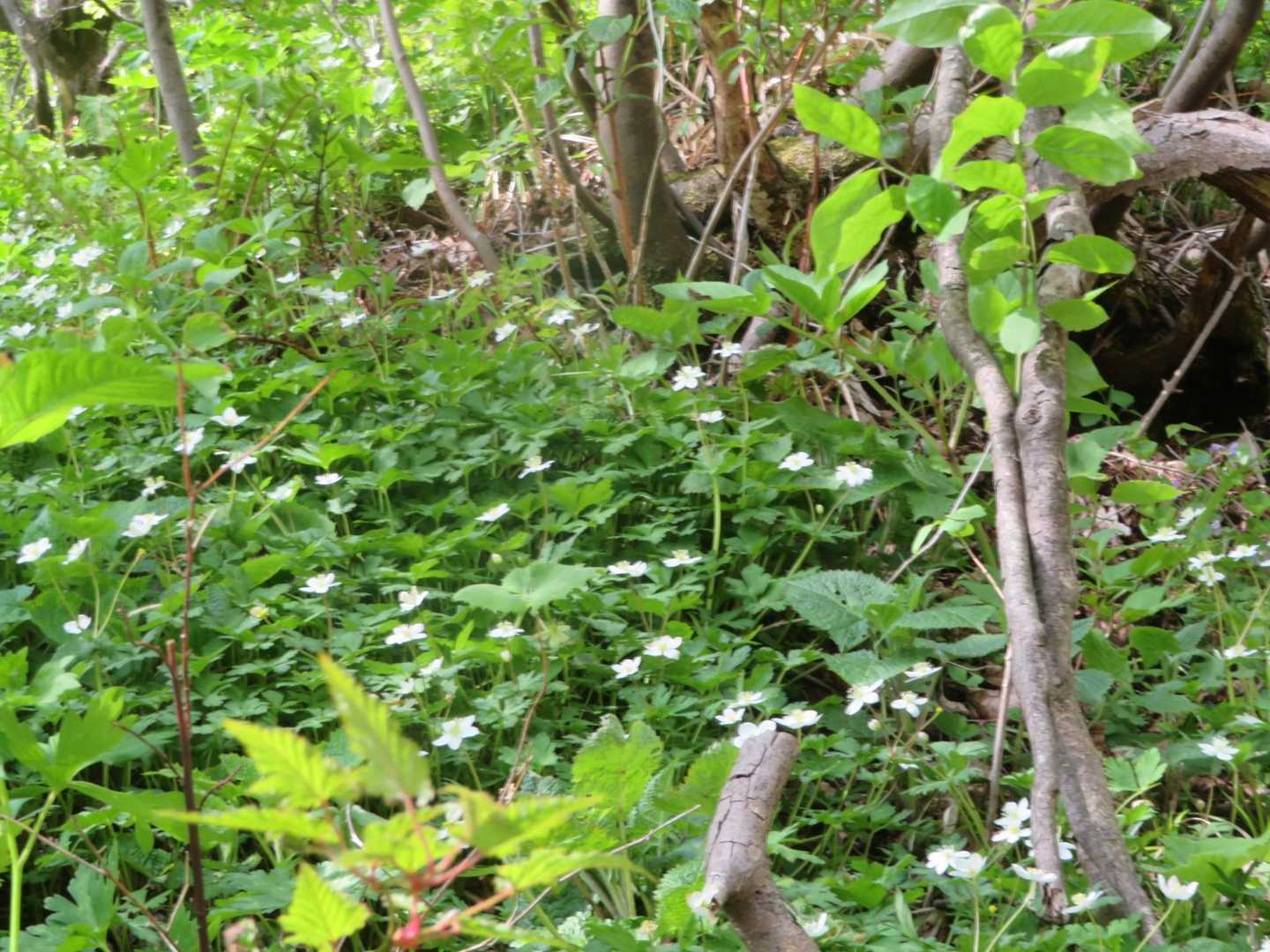 リンドウはニリンソウが盛り