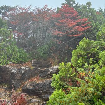 山頂の紅葉、なんとかの残り
