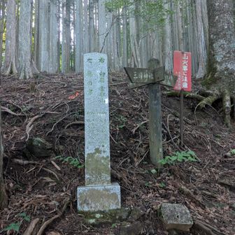 雲取山方面との分岐。
いつかは行ってみたい。