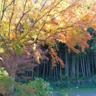 竹林の前も鮮やか
