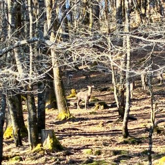 朝食を済ませて、ウダウダしてると来客が🦌