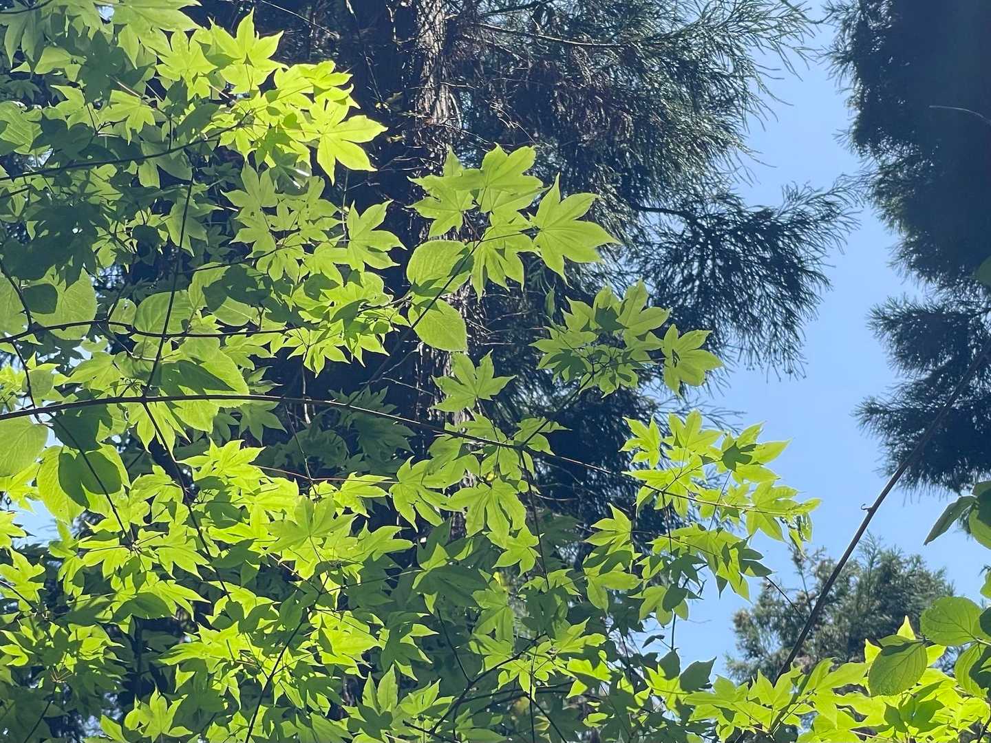 青紅葉がきれい✨
