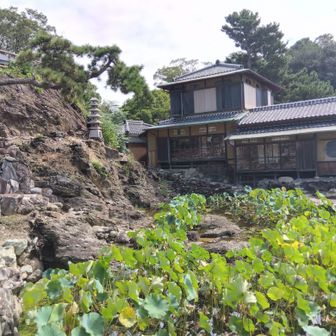 蓮池とあしべ庵