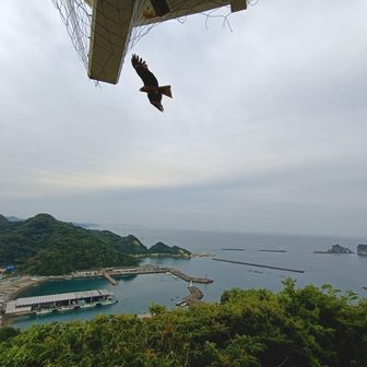 またまた鷹🦅

一直線にこっち狙ってきやがったこいつ
目の前から急に現れてまじびっくりした
たぶんスマホが食べ物に見えたんかな

海撮影してんのに邪魔すんな！！
怖すぎたわ😭