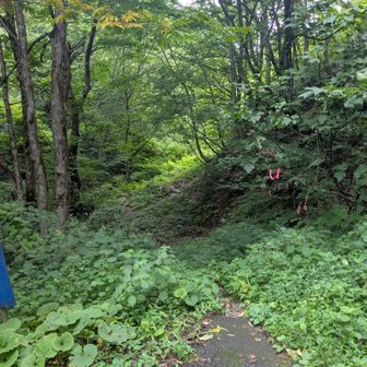 ワイルドな予感　ここから入っていきます