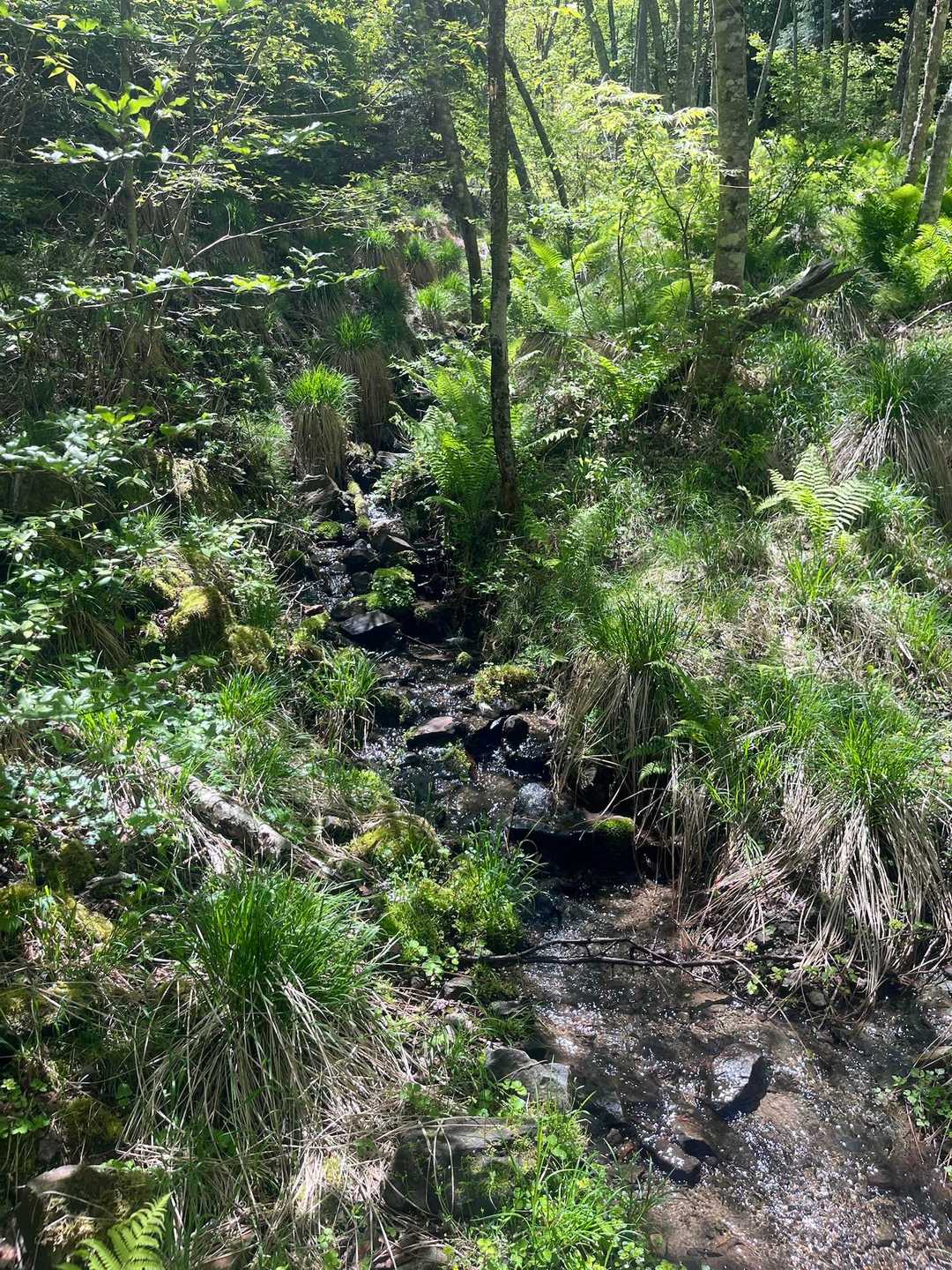 とっても水が豊かなお山なので