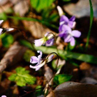 タチツボスミレ
日本で最も一般的に見られるスミレの仲間で、春（3月〜5月）に淡い紫色の可憐な花を咲かせます。