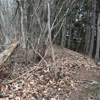 登り切って仕舞えばこんな感じ。

