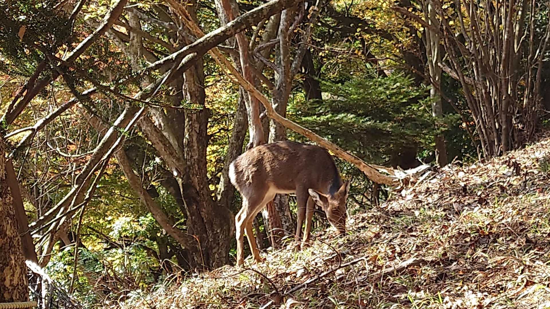 昼間なのに。