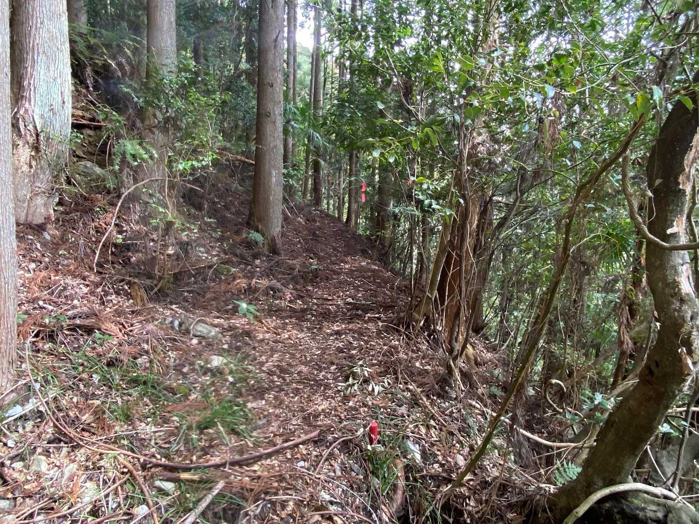 植林帯へさしかかります🖐️