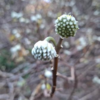 三叉の蕾かわいい