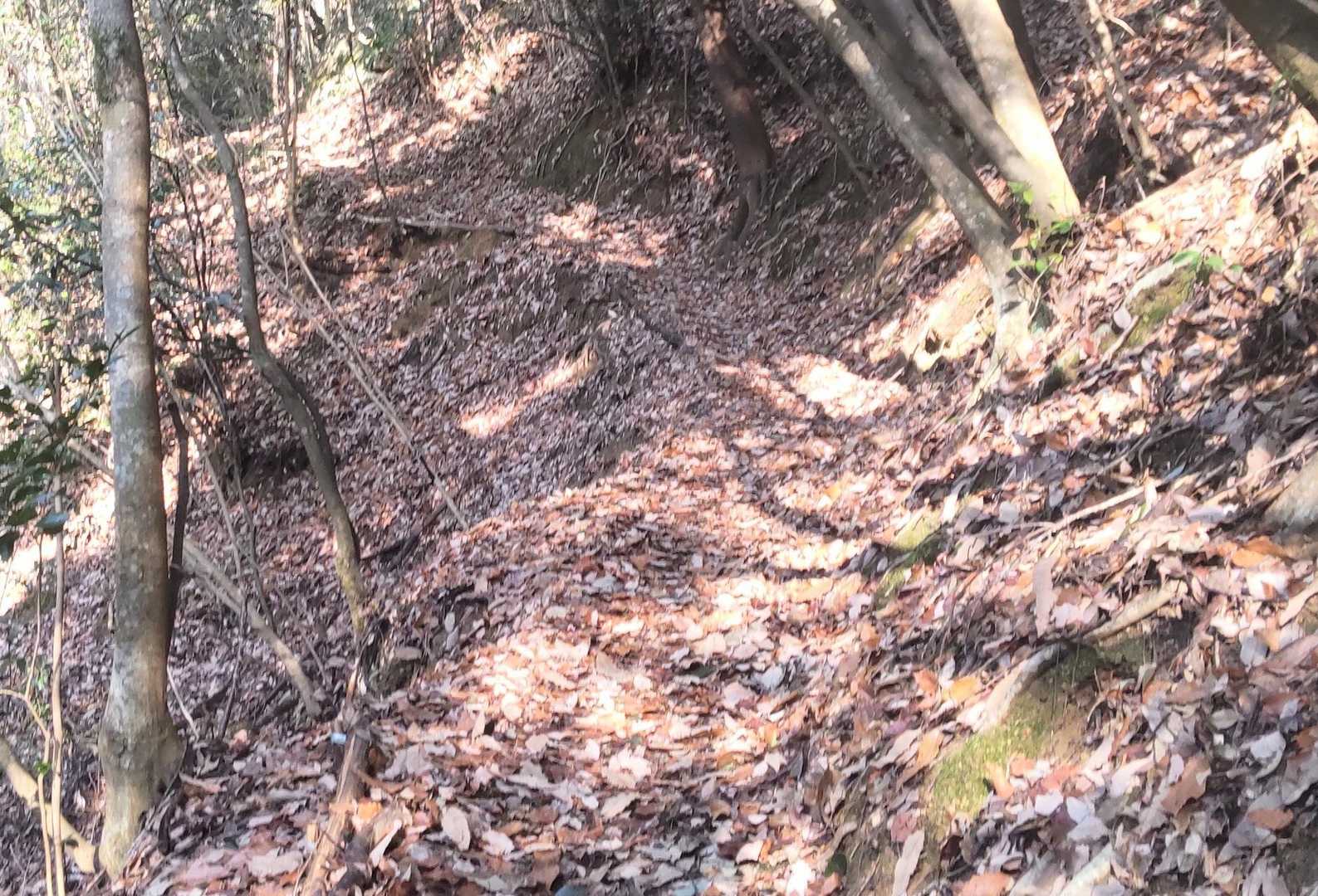 谷沿いの細道です