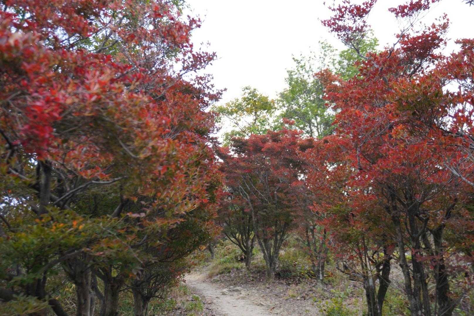 ドウダンツツジ🍁
紅葉してる🤗