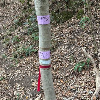 チャレンジコースとYAMAPコース
YAMAPコースを選びました
下りはチャレンジコースで降りました
健脚向けとあって、写真撮る余裕もなかった