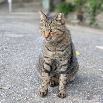 🐱7🎵1番なでなでさせてくれた子