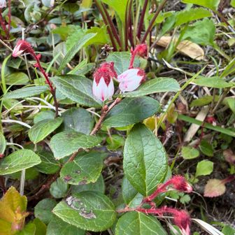 赤物の花
