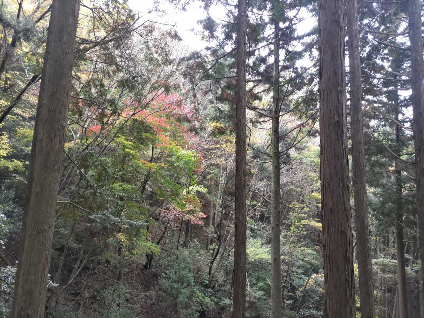 文殊山-巴山-獅子ヶ森 周回コースの写真