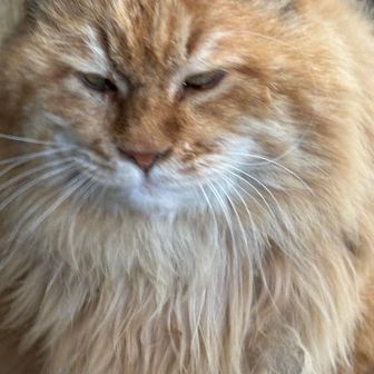 私はチャべツと呼ばれているんだ。