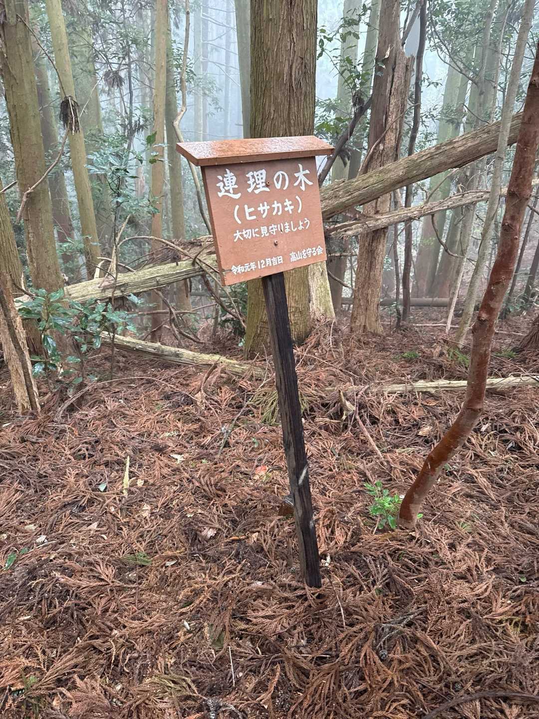 連理の枝木どれが？