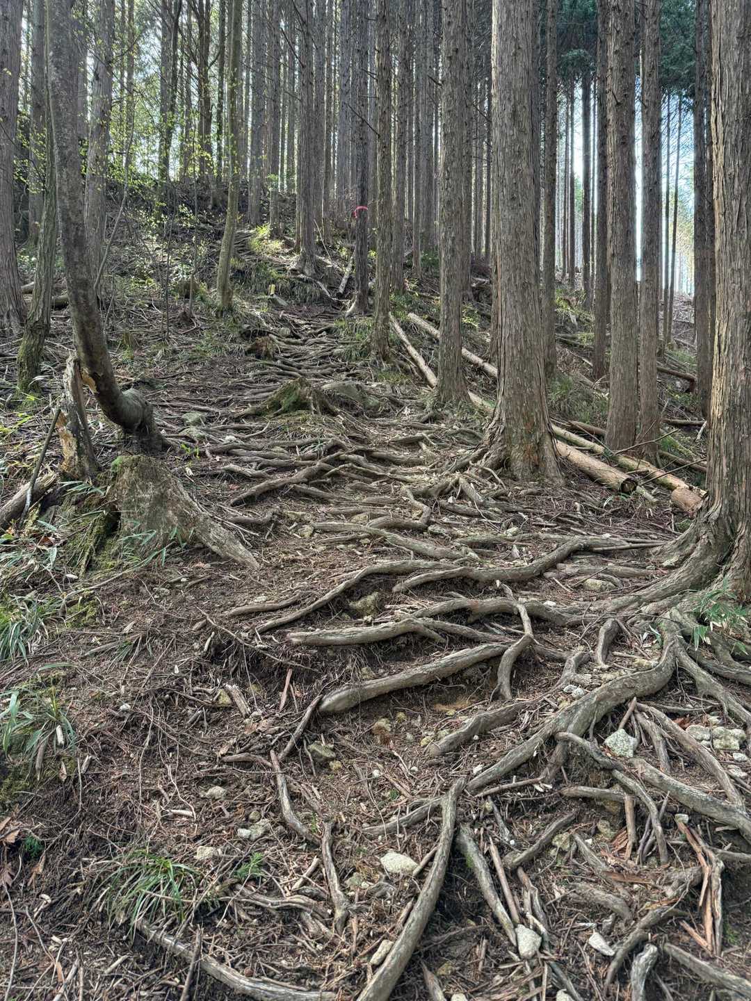 根っこ多い