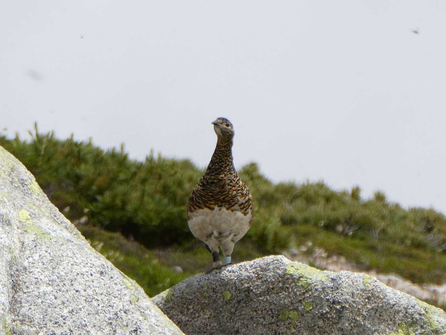 雷鳥　メス:1羽　右足:下黒/上黒　左足:下青/上青