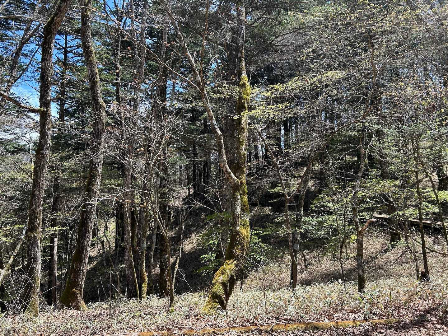 上日川峠-大菩薩嶺-天狗棚山-牛奥ノ雁ヶ腹摺山 周回コースの写真