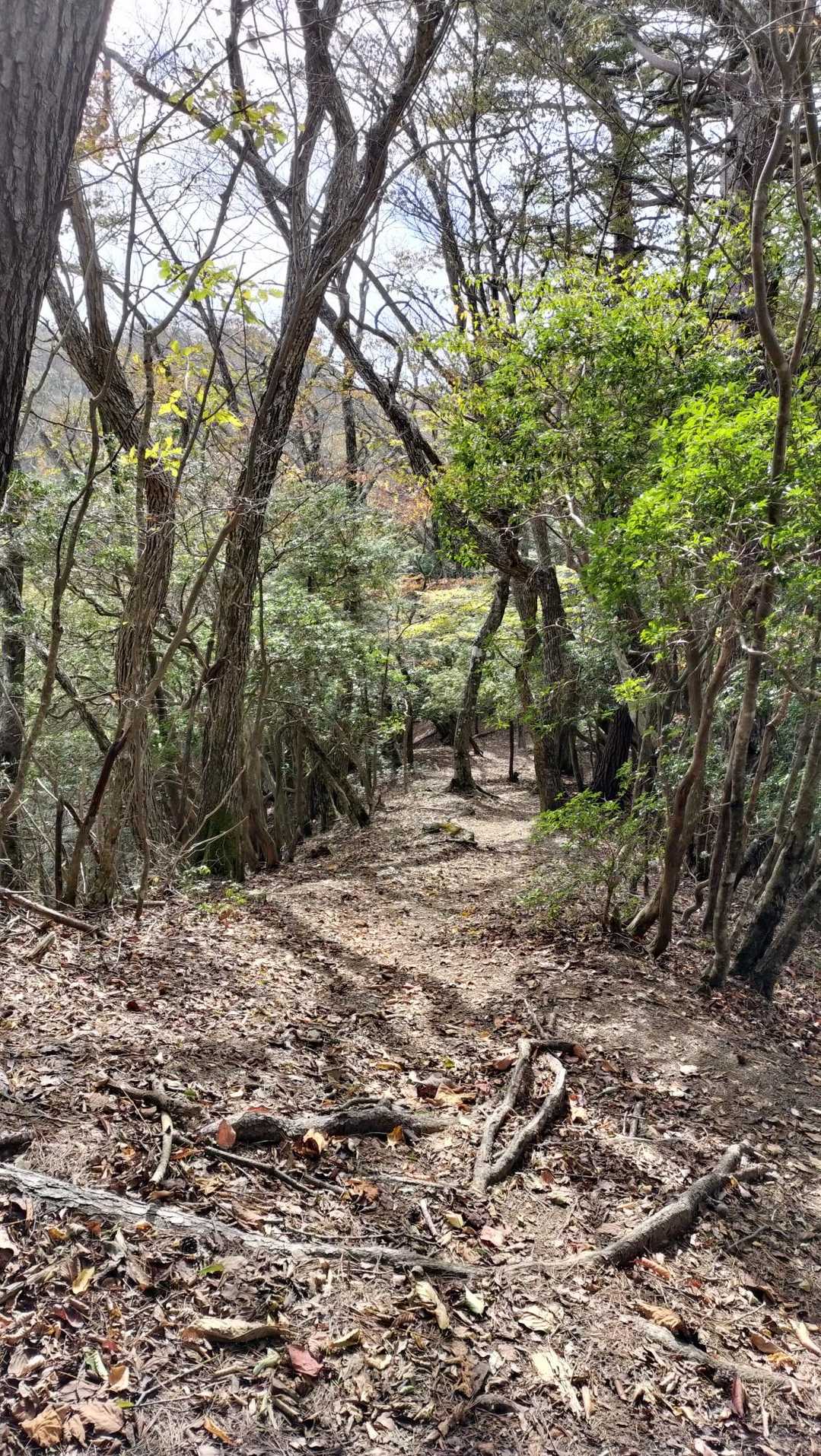 稜線に出てしまえば、登りと違って歩きやすいし、富士山や青空や山々が少し見えて明るい気持ちで歩きました(*´∀｀*)✨️