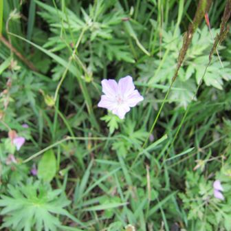 少し花びらの形が異なりますが…ハクサンフウロですよね？