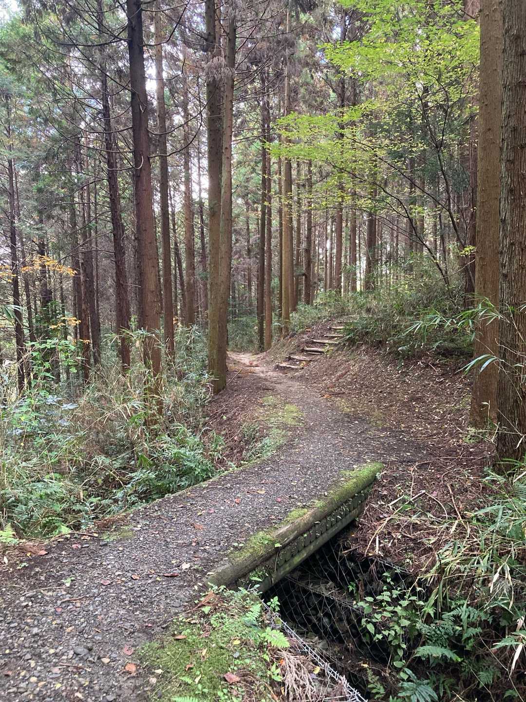 やっぱり自然の中は気持ちいい♪
と思っていたら即下山でした💦