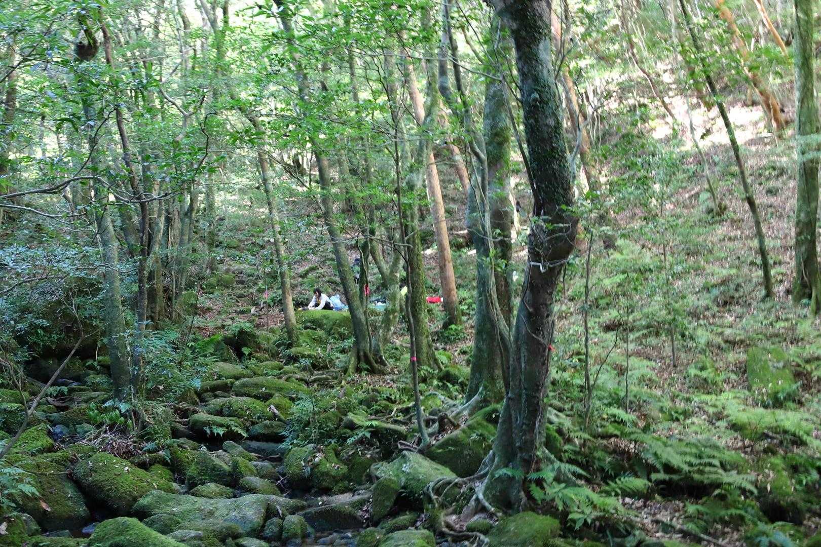 山頂で合った方々が
ザックをデポってて
ランチを楽しまれてました😊
屋久島に魅せられて移住。
人生を楽しんでおられます😉