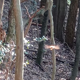 超高速ホバリングしている虫