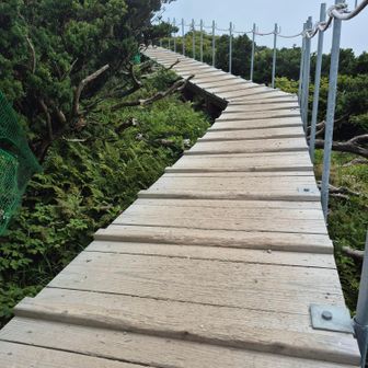 天空の木道に来ました